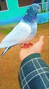 kabotar hand training 🥰