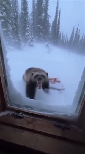 CABIN ATTACK! Wolverine smashed the window!