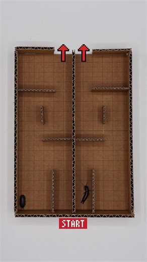 REMATCH! 🏁 Pill Bug vs Earwig: The Maze Showdown!