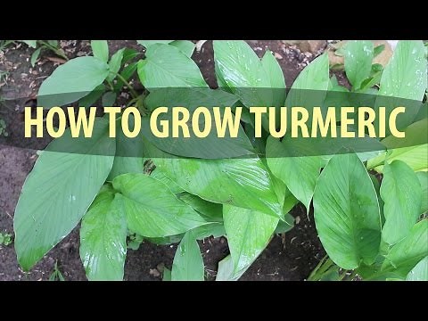 How to Grow Turmeric in the ground and in pots!