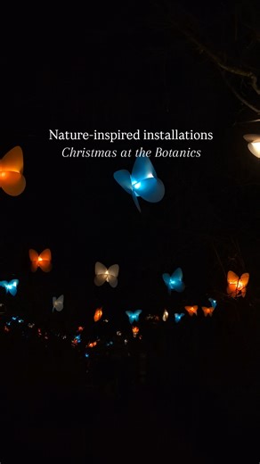 This year’s Christmas at the Botanics is all about renewal and transformation. Here's a peek into three nature-inspired installations... - Five glowing Water Lily sculptures float along the Pond, a reminder of growth and the magic of transformation 🪷 - Papillons. In its UK debut, hundreds of vibrant butterflies by French studio Pitaya take flight through the trees, creating a vision of springtime in the heart of winter - a joyful tribute to biodiversity 🦋 - The Seeds. These luminous sculptures