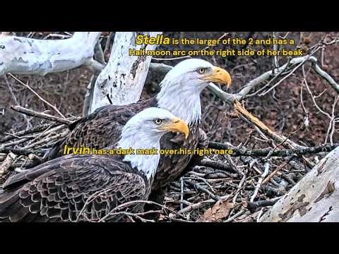 USS Bald Eagle cams - 3-21-26 2nd REVISION differences between Stella and Irvin tail feathers