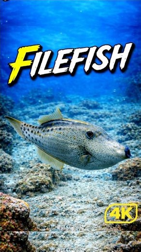Unbelievable Underwater Creature 🐟✨