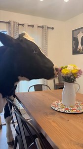 526K views · 5.7K reactions | Tony Baker as Bruce the . #tonybakervo Video @elias_filmz | Tony Baker | Facebook