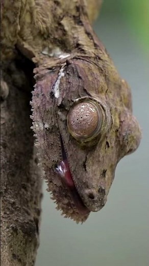 Gecko The Nature's Tiny Climber 🦎#animals