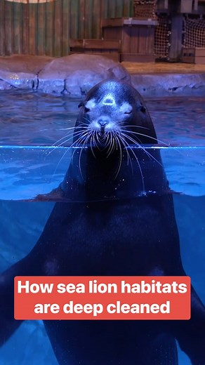 DYK that 14 sea lions and three harbor seals call Georgia Aquarium home — and they make a mess of their humble abode. Here’s how aquarium staff deep clean their habitats. #georgiaaquarium #marinelife #sealions #seals #animals | Insider Science