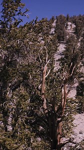 50K views · 705 reactions | The oldest living trees in the world, the Bristlecone Pines, thrive in harsh conditions atop California's White Mountains at 9,000 feet in the Inyo National Forest (U.S. Forest Service - Inyo National Forest). With slow growth due to poor soil, these ancient trees, including Methuselah at 4,855 years old, survive in solitude—outliving most other plants and animals. Binge all of John Bartell's backroads destinations on the ABC10+ streaming app. | ABC10 | Facebook