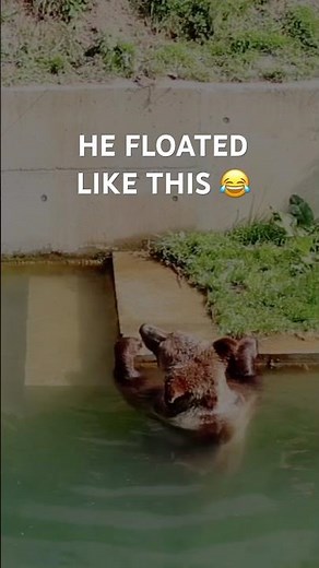 He Floated Like This For 10 Minutes Straight! 🐻 The Famous Bears of Bern, Switzerland
