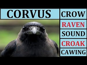 Crow Sounds Sound Effect Effects Cawing Caw Call Noises Noise Raven Scary Fx Loud for Children Kids