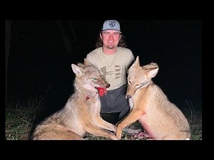 Calling COYOTES in with an IPHONE!!! ( IT WORKS!!! )