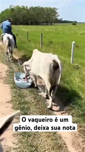 A technique for treating a calf in the corral without mistreating the animal.