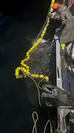 Giant Shark manages to eat the entire net of Squid! Your Saltwater Guide is Sponsored by Promar & Ahi USA.