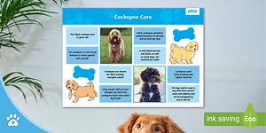 Cockapoo Care - Pet Fact Sheet