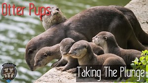 10K views · 529 reactions | Otter pups taking the plunge! This otter family rests at a spot far above the water, and the fastest way down is by taking a plunge! Watch this video to see these 6-weeks old otter pups taking their first big leap (or perhaps, fall!) Watch in HD, or view it on: https://youtu.be/QMPBeEeuYSs | OtterWatch | Facebook