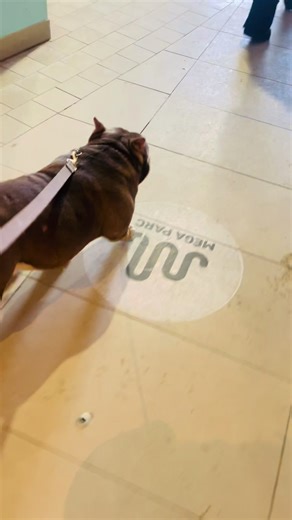 MAXIMUS 2.0💎 9 months old American Bully Micro Tricolor Strong structure. Crazy muscle for his age. Smooth, confident movement — no effort, no flaws. Built young. Built right. Watch how he moves… that says everything 👀🔥 💬 What do you think of his movement?##A#AmericanBullyM#MicroBullyT#TricolorBullyBullyMovement