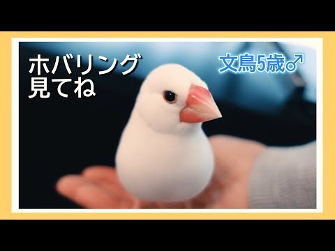 【文鳥5歳11か月⑩】ホバリングが上手！ 走って歌って元気です3代目文鳥ピーちゃん 癒し系動物 Java sparrow