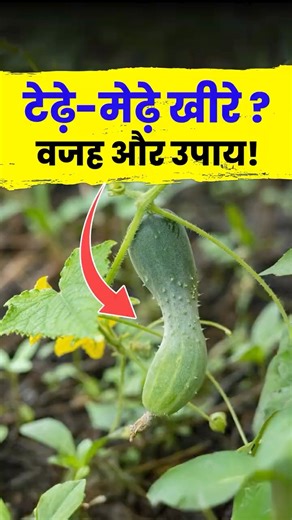 Why are cucumbers turning crooked? Learn the causes and solutions! #khire #agrostar