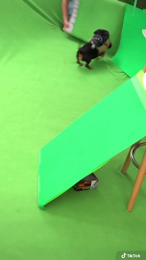 57K views · 3.8K reactions | “No cats, dogs, or walls harmed in the making of this vid! ” If you haven’t already, watch full episode here: https://youtu.be/O03O3Prg2d8 ~ Crusoe | Crusoe the Celebrity Dachshund | Facebook