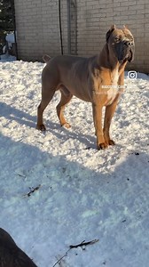 🔥Sarge🔥 #canecorso #canecorsofans #dog #dogs #stud #fyp | Agostini Cane Corso