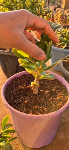 How to prune a jade plant into a tiny tree.
