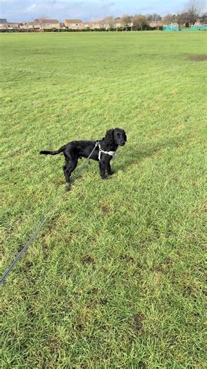 🐶 #dogtok #dogloversoftiktok #cockerspaniel #puppies #fyp