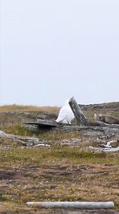 When two Arctic top predators come face to face | A magical wildlife encounter