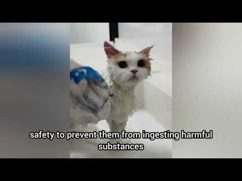 When to Bathe Your Cat: A Simple Guide