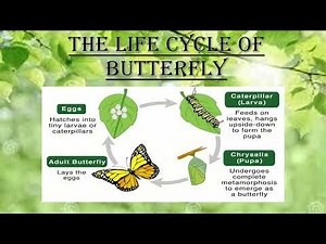 🦋PPT on the life cycle of butterfly🦋