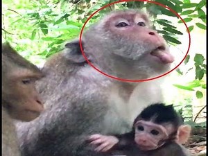 Monkey mother has poison nearly die when she ate wrong foods, Angkor Monkey