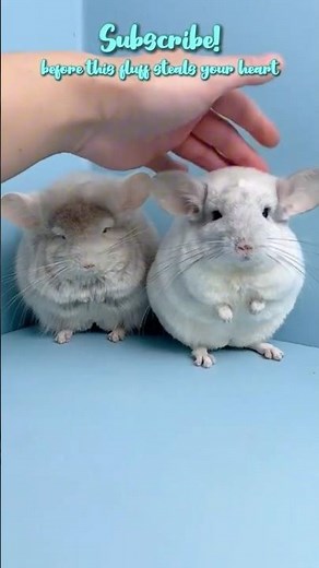 🐭 The Softest Animal on Earth... But You Shouldn't Touch It! 😳