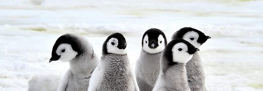 Penguin Symbolism Symbolism, Dreams, and Messages - Spirit Animal Totems