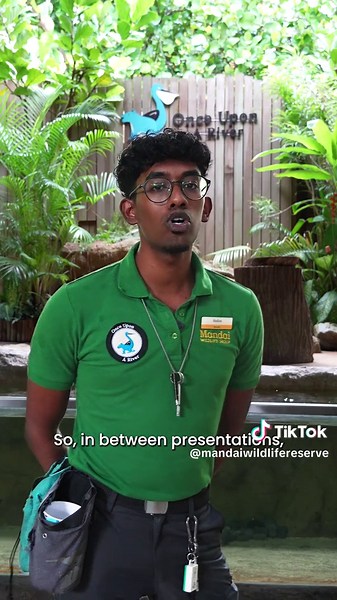 Say hello to Tucker, the Asian small-clawed otter with the biggest personality! 🦦 This World Otter Day, join Trainer/Presenter Halim as he introduces Tucker, our sustainability ambassador at River Wonders – showing guests how to recycle and proving that every action, no matter the size, makes a difference! ♻️✨. Catch Tucker in action at the Once Upon A River presentation today 👉 https://go.mandai.com/River_Wonders #MandaiWildlifeReserve #RiverWonders #StarsOfMandai #cuteanimals #AsianSmallClaw
