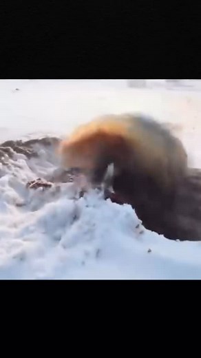 Aliens on Instagram: "BREAKING DISCOVERY! 🧊🌊 Scientists just uncovered a never-before-seen species of jellyfish deep beneath the Antarctic ice! What you’re seeing is not CGI – this bizarre creature has shocked even marine biologists. 🔬 Antarctica is hiding more than we ever imagined…. #ufo #aliens #alien #ufos #area #ovni #ufosighting #ufologia #ufology #extraterrestrial #space #ovnis #ufosightings #ancientaliens #nasa #art #paranormal #extraterrestre #roswell #aliensarereal #ufofiles #aliena