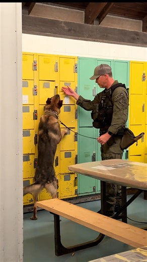Halton Police Foundation on Instagram: "Watch how quickly K9 Freddy navigates this explosives detection training scenario and pinpoints the location of the explosive. These realistic exercises are essential for preparing our teams for real-world situations. 🐾 Want to give a meaningful gift this year? Symbolically adopt a @haltonpolice K9 and receive a plushie and adoption kit, all while helping fund programs for at-risk youth in Halton. 🔗 Link in bio to adopt A special thank you to FirstOntari