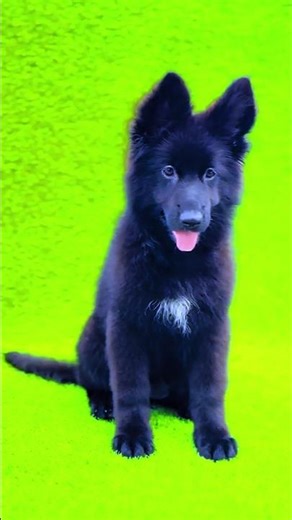 GSD💕🐕‍🦺🥰#shortvideo