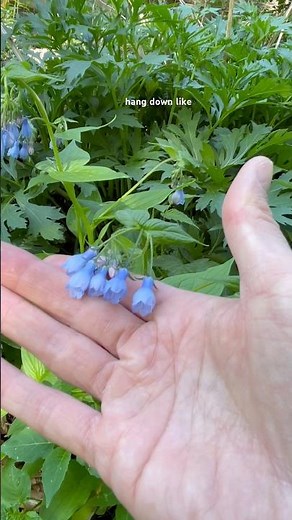 Native plant identification #nativeplants #pollinators #bluebells #nature
