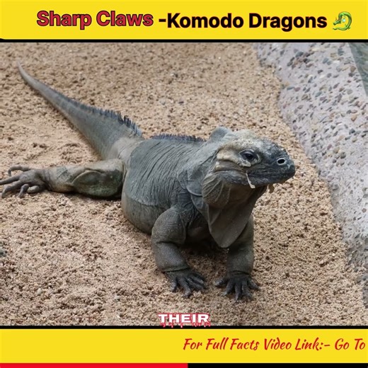 Razor Sharp Claws:-Komodo Dragon 🐉 #wildlife #giant #brave #komododragons #animalshorts #shorts