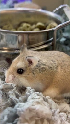 Super Cute Hamster!!! #music #remix #beats #dance #adoreble #adorably #cute #cutehamsterloveee