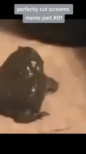 Perfectly Cut Screams Compilation - Part #01