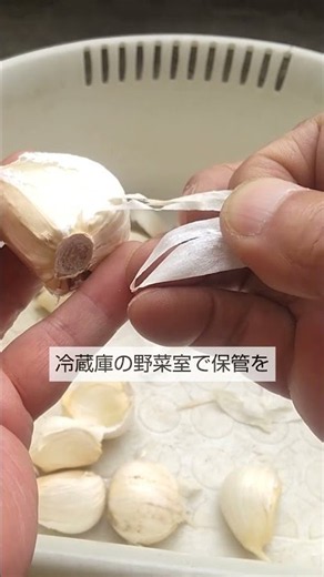 9/1【ニンニク】植付け準備 暑い秋でも必ず発芽する裏技を紹介します