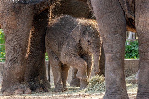 You can buy Houston Zoo animals delicious gifts for Christmas