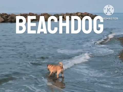 BeachDog Logo 1999-2007