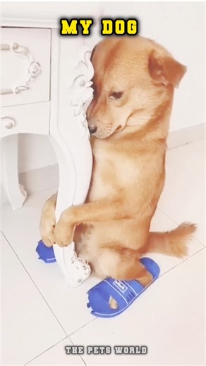 other dog vs my dog 😲#shorts #dogtype