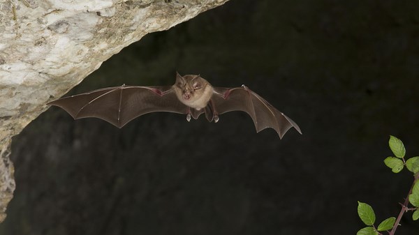 Chauves-souris en Belgique : espèces menacées mais alliées précieuses des jardins - RTBF Actus