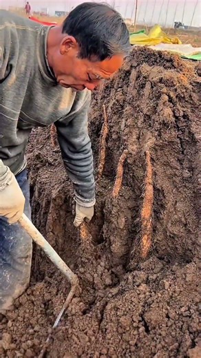 Chinese Yam Harvesting Hacks: Dig Intact Tubers (No Cracks!) 🥔🌱