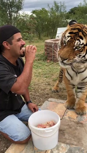 Tiger Feeding Experience in a Natural Setting