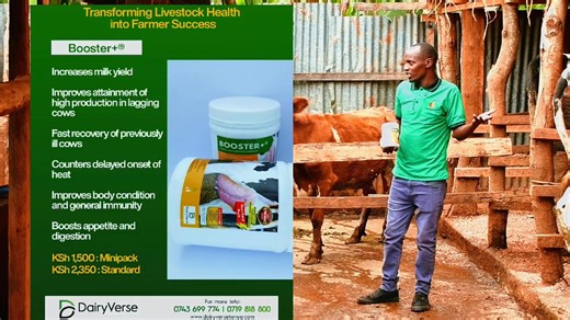 Booster Plus helps low-yielding cows by addressing the main causes of poor milk production rather than forcing output. Many low yielders suffer from poor body condition, weak digestion, and low energy levels. Booster Plus improves feed utilization by enhancing rumen function, allowing the cow to extract more nutrients from the same feed. It supports energy balance, helping the cow regain strength and condition needed for sustained milk production. The supplement also promotes proper metabolic an