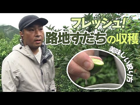 旬のすだちを収穫！神山町【テレビトクシマ】路地すだち／徳島すだち