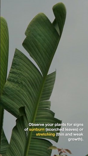 How do I know if my plants need more or less sunlight?