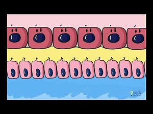 Dentinogenesis_ Odontoblast Differentiation